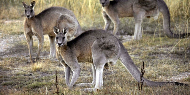 Grijze kangoeroes voeden zich met gras in de buurt van Canberra, Australië, op 15 maart 2008.