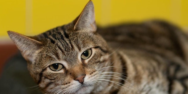 Simon is a seven-year-old tabby cat who will be put up for adoption at ARF in the Hamptons.