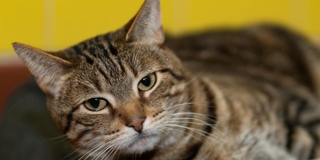 Simon is a seven-year-old tabby cat who will be put up for adoption at ARF in the Hamptons.