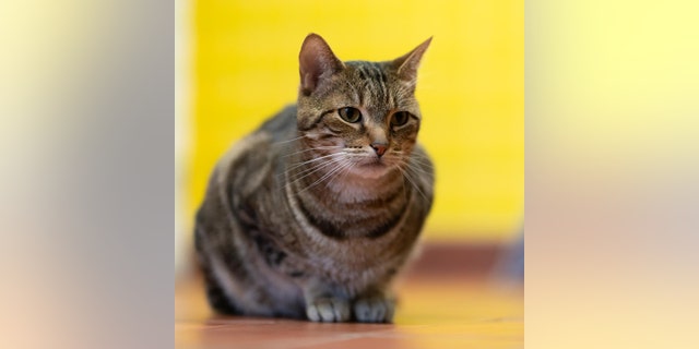 Simon the tabby cat loves sunbathing and attention. He's available for adoption right now.