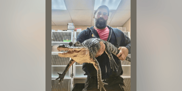 The Monmouth County SPCA reports that the three-foot-long alligator was kept in a clean, climate-controlled tank at the New Jersey animal shelter.