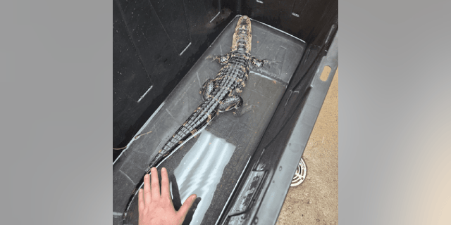 The alligator was reportedly found on Sunday, Jan. 15, in below-freeing conditions, according to the Monmouth County SPCA's press release.