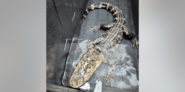 A three-foot-long alligator was recently found in a storage container that was left in an empty lot in Neptune, New Jersey.