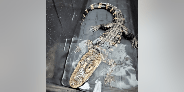 A three-foot-long alligator was recently found in a black storage container that was left in an empty lot in Neptune, New Jersey.