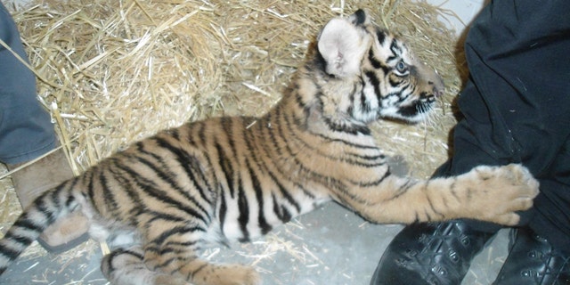 New Mexico Department of Game and Fish conservation officers took possession of a young Bengal tiger confiscated by the Albuquerque Police Department.