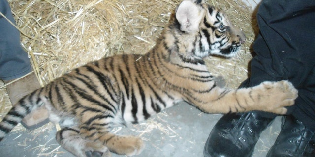New Mexico Department of Game and Fish conservation officers took possession of a young Bengal tiger confiscated by the Albuquerque Police Department.