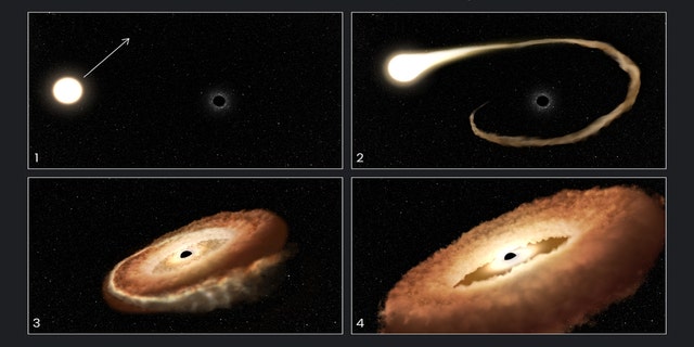 Esta secuencia de ilustraciones de artistas muestra cómo un agujero negro podría tragarse una estrella pasajera.  1. Una estrella común pasa por un agujero negro supermasivo en el centro de una galaxia.  2. Los gases exteriores de la estrella son atraídos hacia el campo gravitatorio del agujero negro.  3. La estrella se tritura cuando las fuerzas de las mareas la separan.  4. Los remanentes estelares son atraídos a un anillo en forma de rosquilla alrededor del agujero negro y eventualmente colapsarán en el agujero negro, liberando una luz enorme y radiación de alta energía.