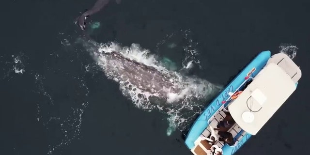 The gray whale mother breaches the water's surface near the boat of whale watchers