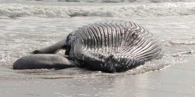Мъртъв гърбат кит лежи в прибоя в Бригантин, Ню Джърси, на 13 януари.