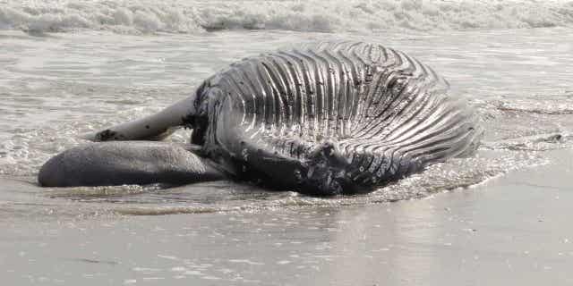 A dead humpback whale lies in the surf in Brigantine N.J., on Jan. 13, 2023. Environmental groups held a news conference Tuesday, Jan 17, 2023, in neighboring Atlantic City to support offshore wind power development and decry what they call the false narrative that offshore wind site preparation work is responsible for seven whale deaths in New Jersey and New York in little over a month.