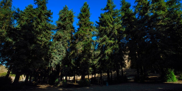 A three-acre grove of coastal redwoods in Carbon Canyon Regional Park in Brea, California.