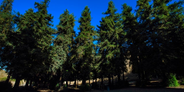 A three-acre grove of coastal redwoods in Carbon Canyon Regional Park in Brea, California.