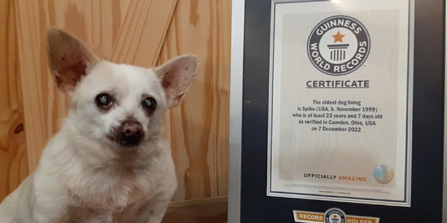 Spike, een 23-jarige Chihuahua-mix uit Ohio, is door Guinness World Records uitgeroepen tot 's werelds oudste levende hond.