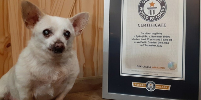 Spike, a 23-year-old Chihuahua mix from Ohio, has been named the world's oldest living dog by Guinness World Records.