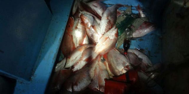 A boat crew from the Coast Guard Cutter Benjamin Dailey (manning Coast Guard Cutter Jacob Poroo) seized 350 pounds of illegally fished red snapper aboard a lancha approximately 15 miles offshore the southern Texas coast Saturday, Jan. 7, 2022.