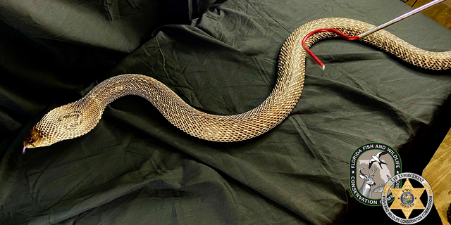 Les autorités de Floride ont saisi plus de 200 serpents au cours d'une enquête pluriannuelle sur le trafic de serpents.