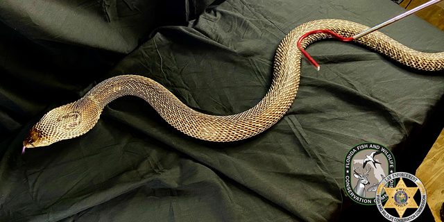 Florida officials have seized more than 200 pythons during a multi-year investigation into snake trafficking.
