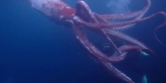 MIRA: Buzos graban video de rara criatura marina frente a la costa de Japón