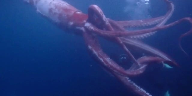Yosuke Tanaka, 41, encountered the 8-foot-long squid while diving with his wife Miki, 34, off the western coast of Japan.