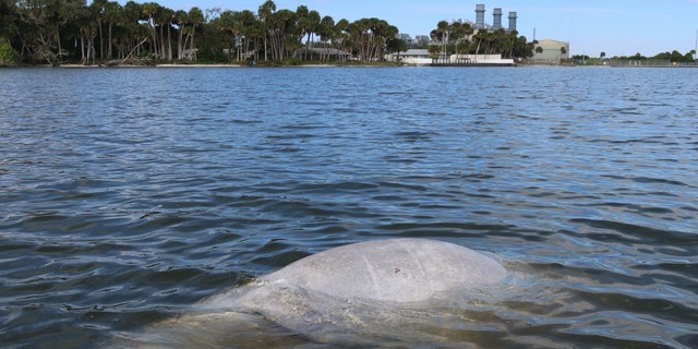 A dead baby manatee floats less than 200 yards from Florida Power &amp; Light Co.'s electric plant near Titusville. 