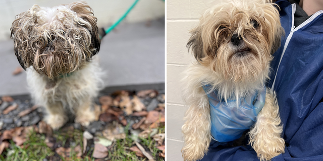 The dogs were living in unsanitary conditions, in improper sheltering that failed to keep them out of extreme temperatures, and some suffered from severe matting.