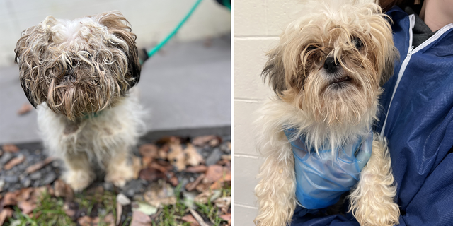 The dogs were living in unsanitary conditions, in improper sheltering that failed to keep them out of extreme temperatures, and some suffered from severe matting.