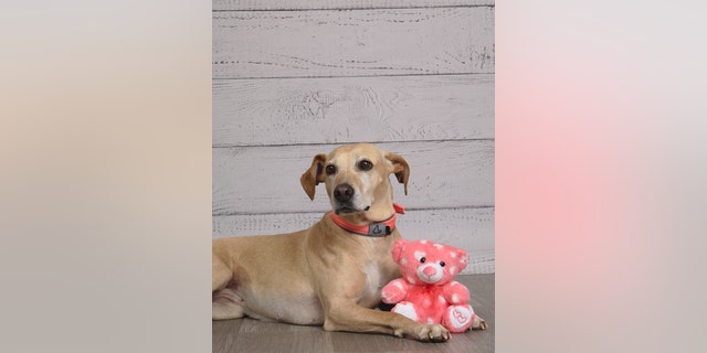 Eight-year-old Etta loves kids and car rides. She's also always down for a neighborhood walk or a nature hike.
