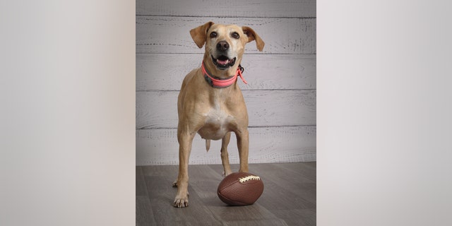 JCPenney Portraits by Lifetouch is featuring adoptable senior dogs from shelters across the U.S. Etta — 43 pounds — needs a new home to love her.