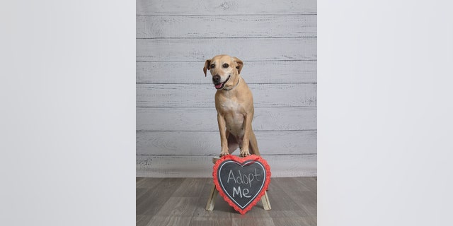 Yellow Labrador retriever mix Etta is looking for her forever home.