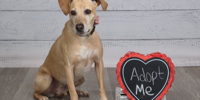 Eight-year-old yellow Lab mix Etta is available for adoption at Mispits and Friends Rescue in Louisville, Kentucky.