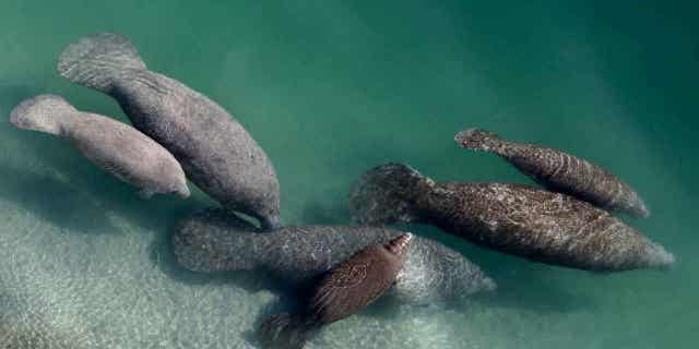 A group of manatees are pictured in a canal where discharge from a nearby Florida Power &amp; Light plant warms the water in Fort Lauderdale, Fla., on Dec. 28, 2010. Manatee deaths dropped in 2022 from a record high the year before, but Florida wildlife officials said Wednesday, Jan. 11, 2023, that chronic starvation caused by water pollution remains a major concern. (AP Photo/Lynne Sladky, File)
