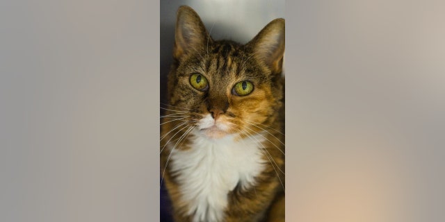 Gertrude, pictured above, would make someone a "wonderful, loving companion," said her Utah shelter.