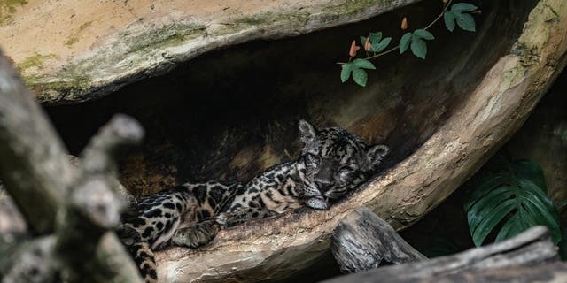 Una pantera nebulosa (Neofelis nebulosa) descansa dentro de su recinto en el zoológico Gembira Loka cerrado al público para frenar la propagación del coronavirus el 5 de mayo de 2020 en Yogyakarta, Indonesia. 