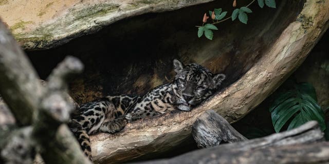 Una pantera nebulosa (Neofelis nebulosa) descansa dentro de su recinto en el zoológico Gembira Loka cerrado al público para frenar la propagación del coronavirus el 5 de mayo de 2020 en Yogyakarta, Indonesia. 