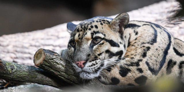 A clouded leopard is relaxing in the renovated Alfred-Brehm-Haus in Berlin's zoo in 2020.