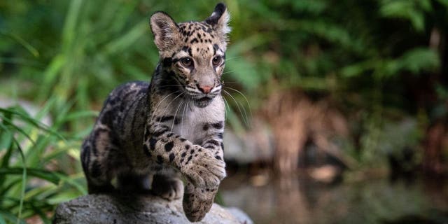 A clouded leopard cub runs at the Mulhouse zoo, eastern France, on Aug. 28, 2020.