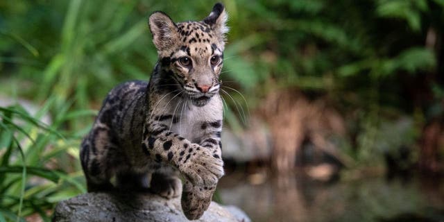 Un cachorro de leopardo nublado corre en el zoológico de Mulhouse, en el este de Francia, el 28 de agosto de 2020.