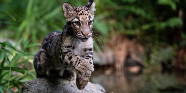 Un cachorro de leopardo nublado corre en el zoológico de Mulhouse, en el este de Francia, el 28 de agosto de 2020.