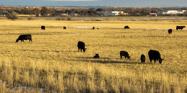 Cattle in Hardin, Montana