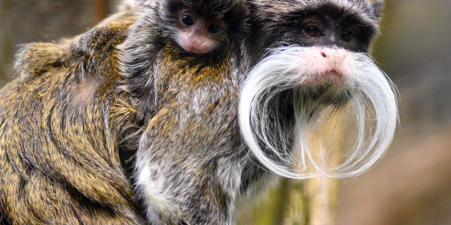 FILE PHOTO: Emperor tamarin monkeys are known for their long white whiskers that resemble a flowing mustache. 
