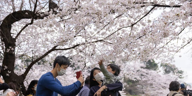 Keluarga mengambil foto dengan bunga sakura yang mekar di parit Chidorigafuchi.  Musim bunga sakura sedang memuncak di Tokyo.
