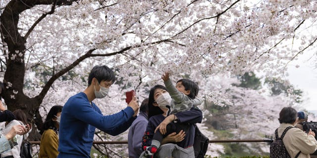 Family takes photos with blooming cherry blossoms at Chidorigafuchi moat. Citizens and visitors from other parts of Japan visit public parks to enjoy the beautiful blooming Sakura trees.