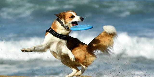 A dog grabs a Frisbee at the beach of La Grande Plage in Biarritz, southwestern France, on Oct. 18, 2022.