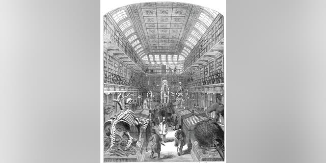 The Hunterian Museum, at the Royal College of Surgeons. Display includes the skeleton of the Irish Giant. From "Illustrated London News," 1845, Vol VII. Artist Unknown. 