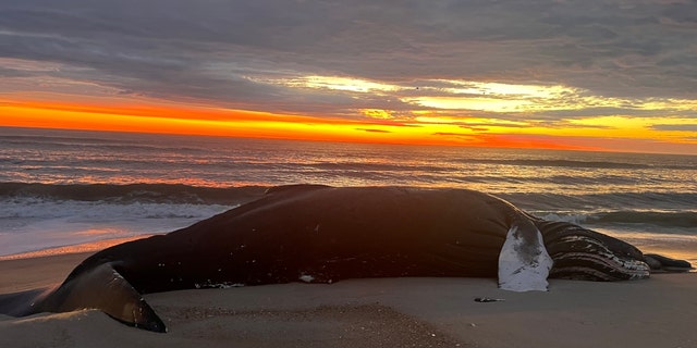 A dead whale is pictured beached at the Assateague Island National Seashore in Berlin, Maryland, on Jan. 16.