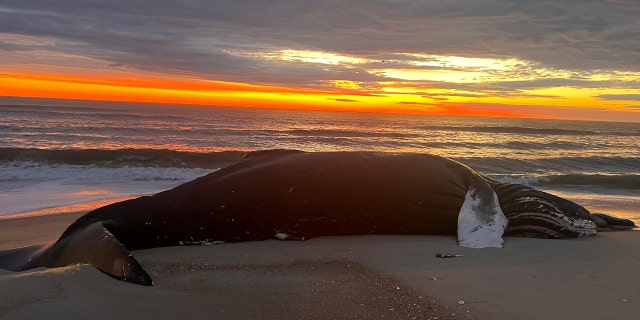 Dead whale at Assateague Island National Seashore. Whale deaths have been attributed to collisions with boats as well as their sonar being interrupted, causing them to accidentally beach themselves and suffocate on land.