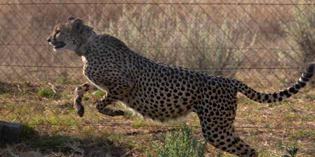 A cheetah jumps inside a quarantine section before being relocated to India, at a reserve in South Africa, on Sept. 4, 2022. India is set to receive 12 cheetahs from South Africa next month.