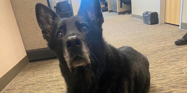 K-9 Officer Ice will not face any internal discipline or criminal charges following threats of mass protest, the Wyandotte Police Department joked.