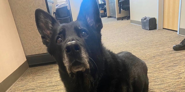 K-9 Officer Ice will not face any internal discipline or criminal charges following threats of mass protest, the Wyandotte Police Department joked.