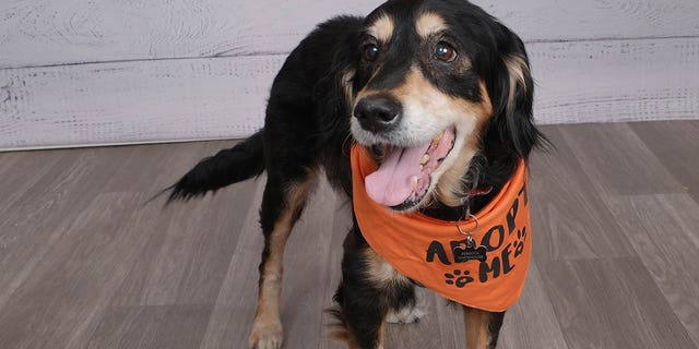 Kofi is a senior spaniel mix who weighs about 35 pounds. He needs a forever home.
